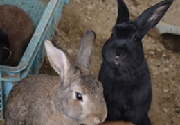 ミニ動物園